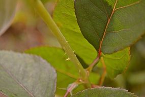 delicate and beautiful Green Leaves