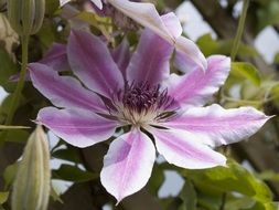 Closeup Picture of Clematis Pink bloom