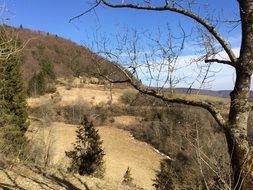 tree on a hillside