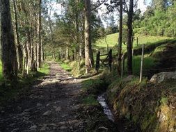 captivating beautiful Path Landscape