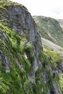 Grass growing on a Cliff