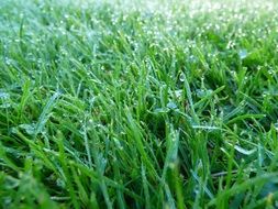 Grass in Dew drops on Lawn at Autumn Morning