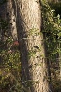 tree among forest thickets close up