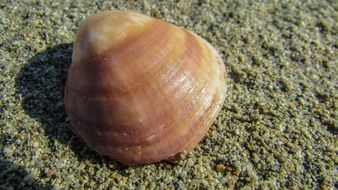 closeup photo of sea shell on the wet sand