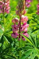 pale violet Flowers in Meadow macro