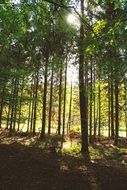 trees in the forest in the play of light and shadow