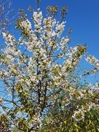 white flowering trees in spring under the bright sun