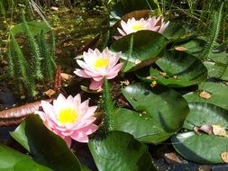 pink water lilies under the bright sun
