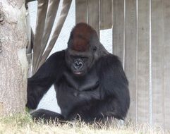 large gorilla in a zoo