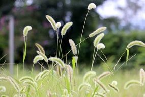 fluffy grass in the meadow