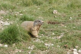 Marmot on the mountains