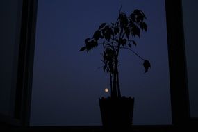 silhouette of a plant in a pot on a window at night
