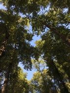 blue sky behind green trees