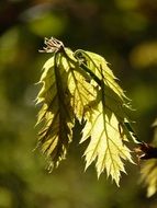 drooping maple leaves