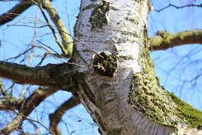 birch closeup