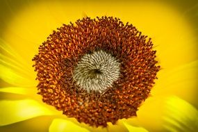 macro photo of a sunflower