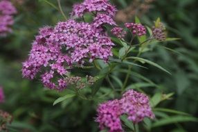 Spiraea Natural Plant