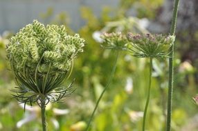 Blossom Bloom Umbel Nature