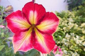 bright Petunia flower close up