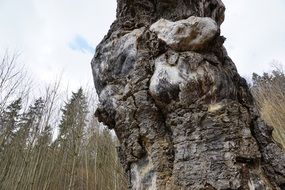 Trunk of a big tree in the beautiful forest with green trees on a cloudy day