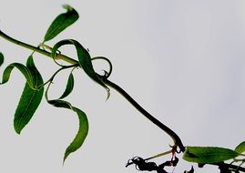 green branch on white background