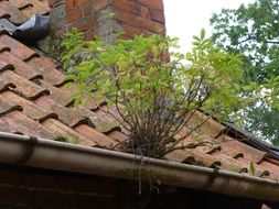 tree grows on red clay tile roof