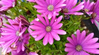 bush of purple flowers in the garden
