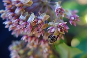 Bee on Flower