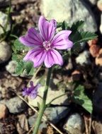 light purple flower with purple veins close-up