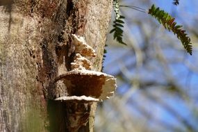 Tree Fungi on blurred background