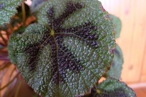 Plant Leaflet