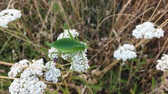 grasshopper on a white wildflower