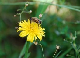 macro photo of sitting bee on a yellow flower on blurred background