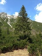 green fir on the mountain