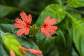 green bush with orange flowers close-up on a blurred background