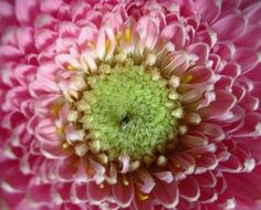 green middle of pink gerbera flower