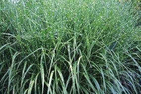 ornamental tall green grass