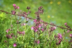 barbed wire among flowers