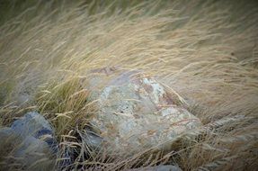 rocks on the wild meadow