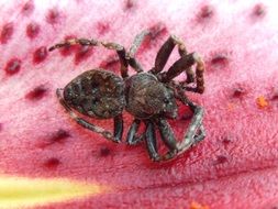 chic Spider Nature