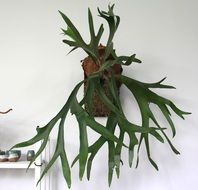 Plant Decoration