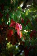 unique Red Autumn Leaves