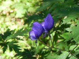 blue wild flowers among the greenery of the garden on a blurred background