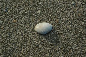 striking Shell North Sea