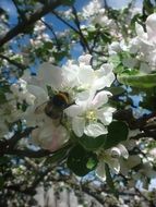 Bumblebee on white flowers on a tree