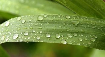 raindrops on a green leaf of grass