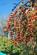 tree with hanging seeds in a botanical garden in Mauritius