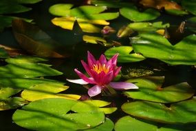 pink water lily on a pond in the play of light and shadow