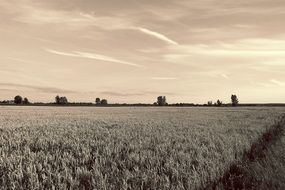 Landscape with the cornfield