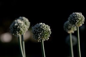 onion with spherical inflorescences